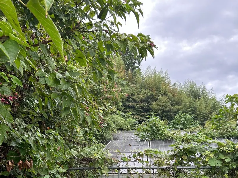 浜松市で太陽光パネルの除草作業を行う前、つる植物と雑草がパネルを覆っている様子